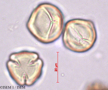 ISEM 1/Escallonia_macrantha_27873/Escallonia_macrantha_27873_0001(copy)_thumb.jpg